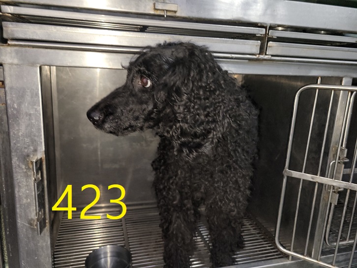 신영재동물병원_428355202400745